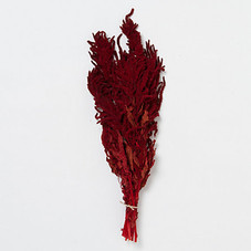 Dried Hanging Amaranth Bunch in  Sale SHOP Garden+Outdoor at Terrain