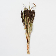 Black Sorghum Bunch in  Garden+Outdoor PLANTS Stems+Branches at Terrain