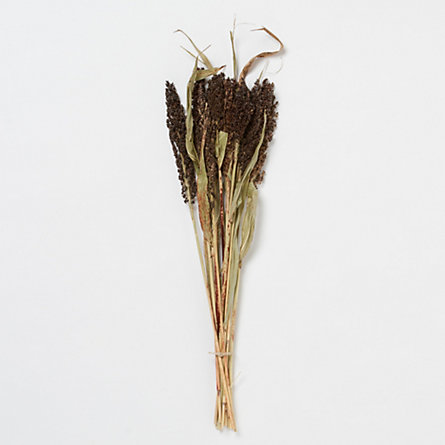 Black Sorghum Bunch in  Garden+Outdoor PLANTS Stems+Branches at Terrain