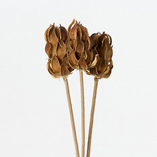 Wild Thistle Bunch  in  Garden+Outdoor PLANTS Stems+Branches at Terrain