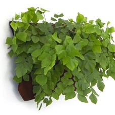 Wally One - LIving Wall Planter - Black