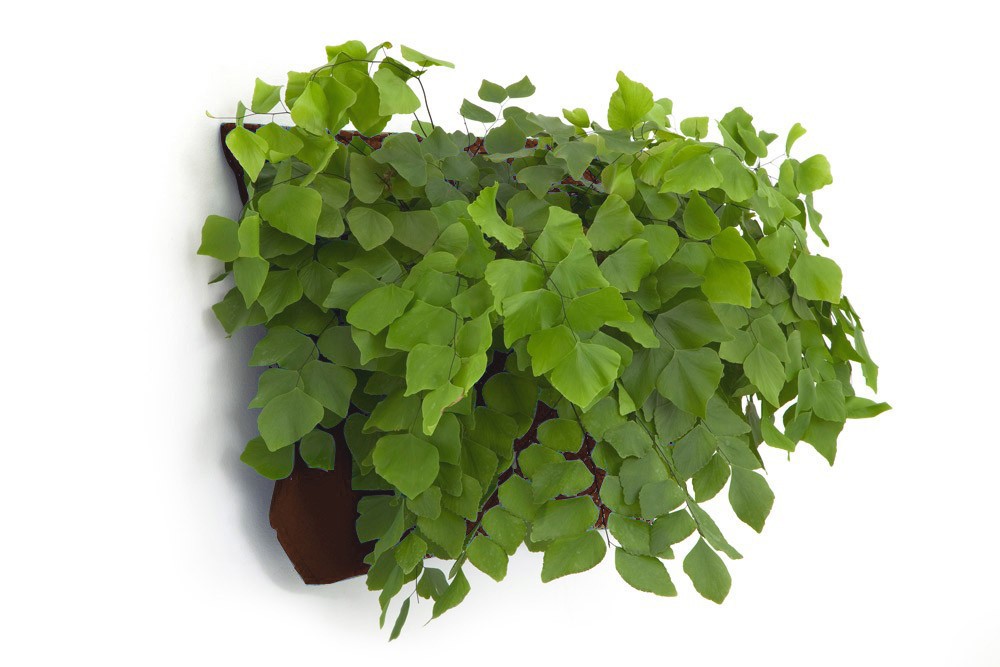 Wally One - LIving Wall Planter - Black