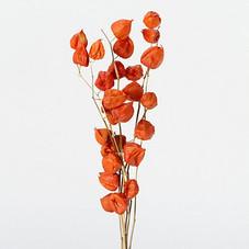 Dried Japanese Lantern Bunch in  Garden+Outdoor PLANTS Stems+Branches at Terrain