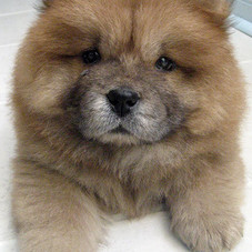 DoyDoy the Chow Chow | Puppies | Daily Puppy