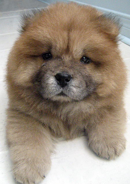 DoyDoy the Chow Chow | Puppies | Daily Puppy