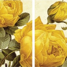 Amazon.com: HomArt Large Decorative Yellow Roses Matches: Home & Kitchen