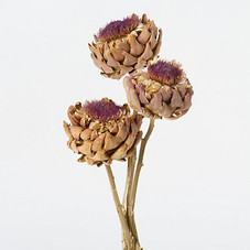 Dried Cardoon Flower Bunch in  Garden+Outdoor PLANTS Stems+Branches at Terrain