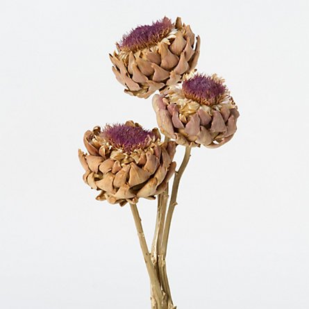 Dried Cardoon Flower Bunch in  Garden+Outdoor PLANTS Stems+Branches at Terrain