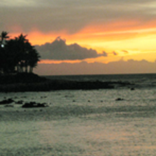 Kona Coffee – 100% Certified Hawaiian Kona Coffee from Kona Mountain Coffee