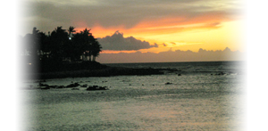 Kona Coffee – 100% Certified Hawaiian Kona Coffee from Kona Mountain Coffee