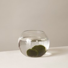 Marimo 'Moss' Ball Kit | Shop More Indoor Plants                          – The Sill
