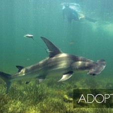 Adopt a Shark | RJ Dunlap Marine Conservation Program