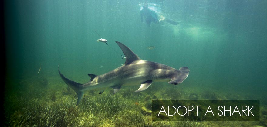 Adopt a Shark | RJ Dunlap Marine Conservation Program
