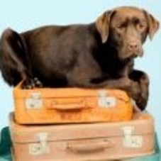 Who Want to Go On Camp Vacation With Their Pets? | Writedge