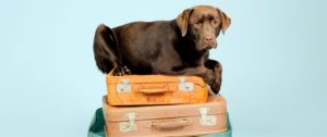 Who Want to Go On Camp Vacation With Their Pets? | Writedge