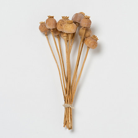 Dried Poppy Pod Bunch in  Garden+Outdoor PLANTS Stems+Branches at Terrain