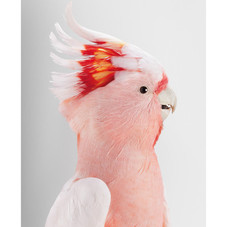 Clic Bookstore & Gallery | Leila Jeffreys - Neville, Major Mitchell's Cockatoo