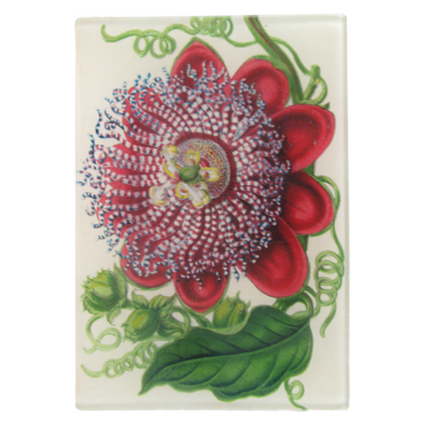 John Derian Company Inc — Passiflora