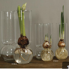 Sugarboo Farms - Bulb Vase Extra Tall