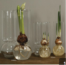 Sugarboo Farms - Bulb Vase Extra Tall