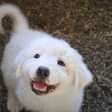 Google Image Result for http://www.mwdclublambs.com/uploads/images/0010/8455/DSC_0062.JPG