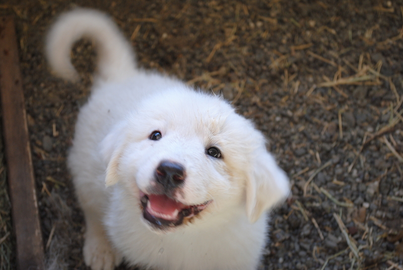 Google Image Result for http://www.mwdclublambs.com/uploads/images/0010/8455/DSC_0062.JPG