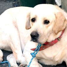 Everything You Need to Know about Labrador Retrieving | Huffington Post