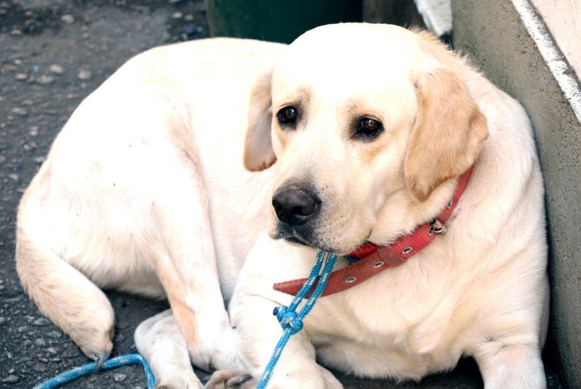 Everything You Need to Know about Labrador Retrieving | Huffington Post